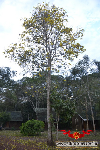 afotorm